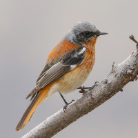 Eversmann's Redstart